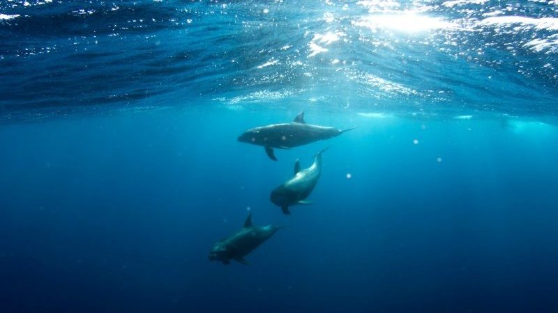 Three dolphins swimming