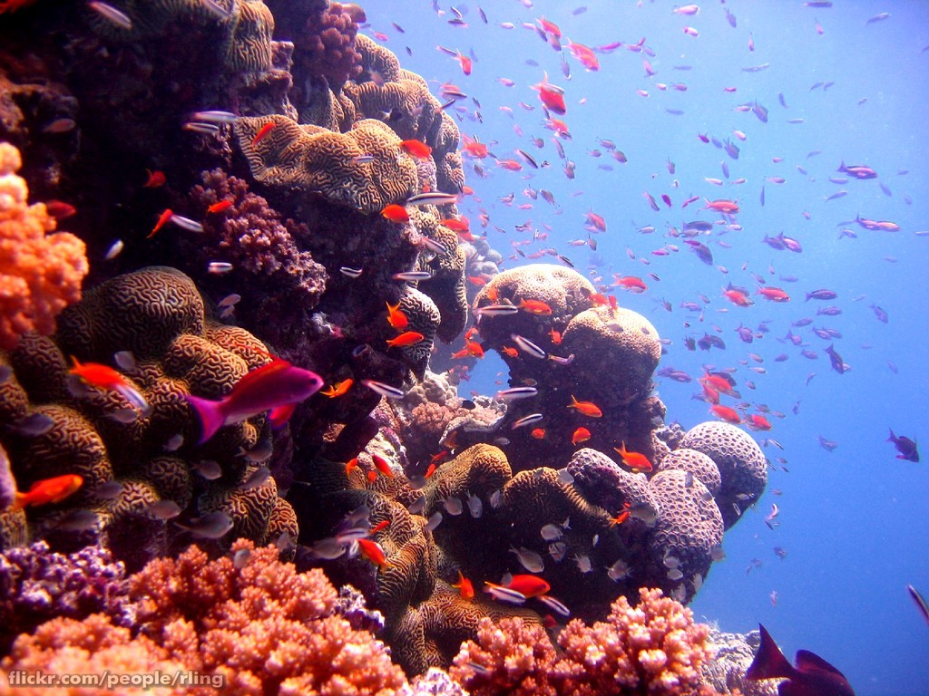 Great Barrier Reef