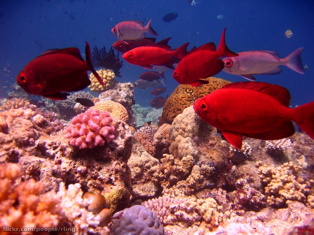 Great Barrier Reef