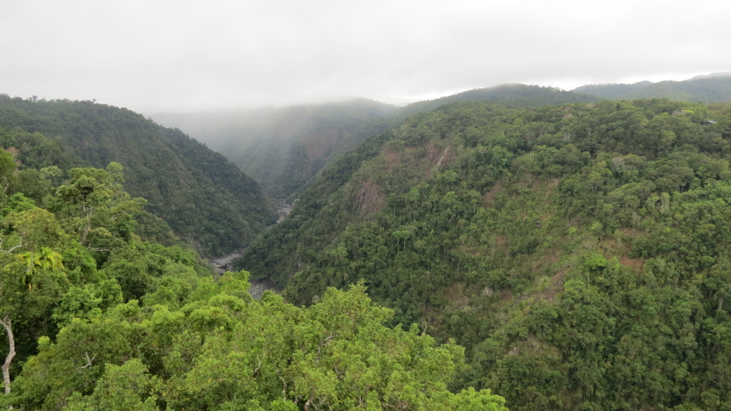 Daintree Rainforest, Queensland