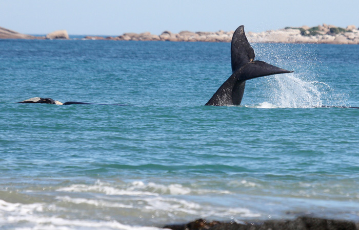 whale watching tours eyre peninsula