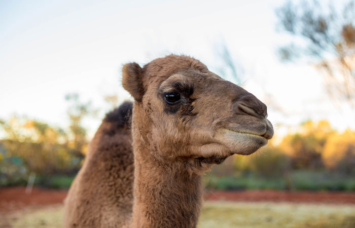 Camel-at-Uluru,-Red-Centre---Lucy-Piper