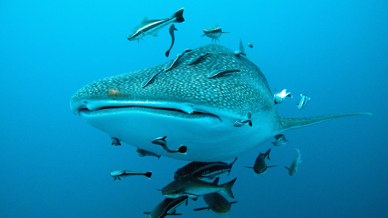 Whale shark swimming with some fishes
