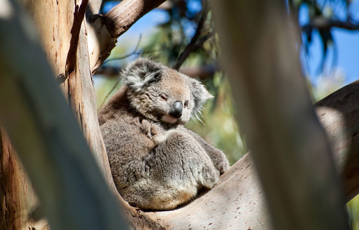Kangaroo-Island---bluedeviation