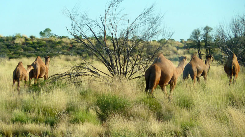 camels-australia-fraser-mummery
