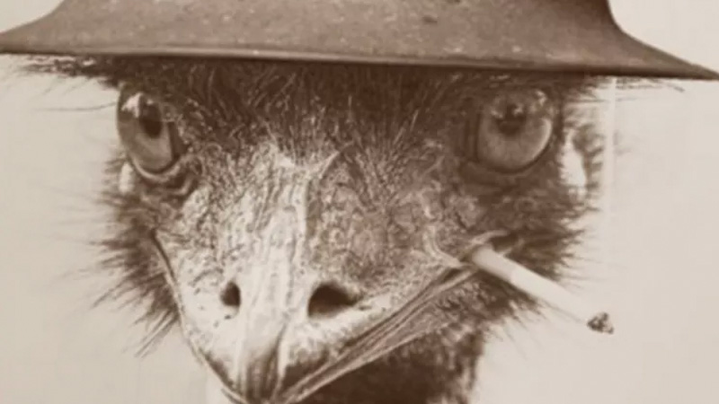 emu-war-australia-historybuff