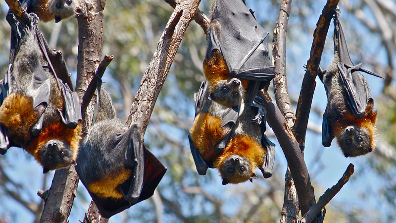 flying-foex-australia-Matt Francey