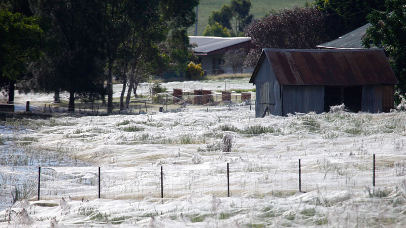spider-rain-goulburn-goulburn-post