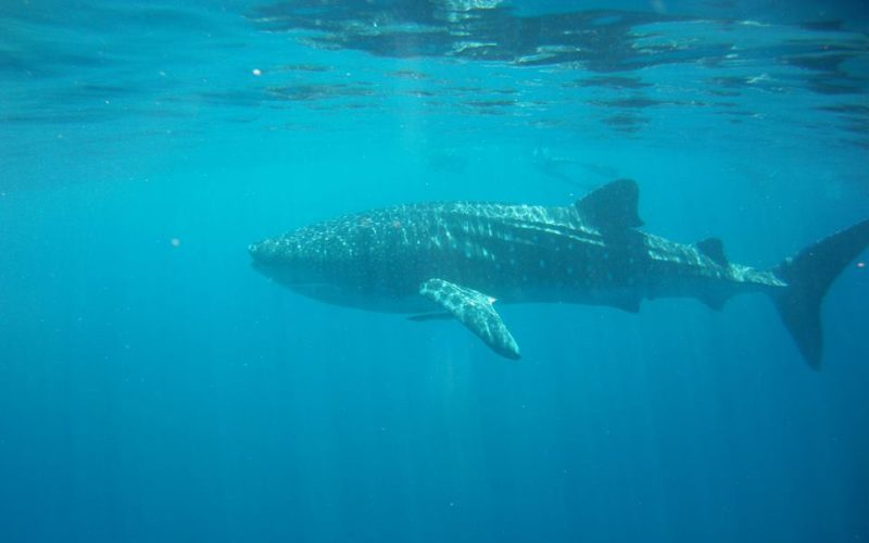 Whale shark. Photo by Lee