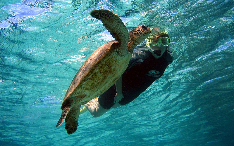 Turtle with snorkeller, Ningaloo reef