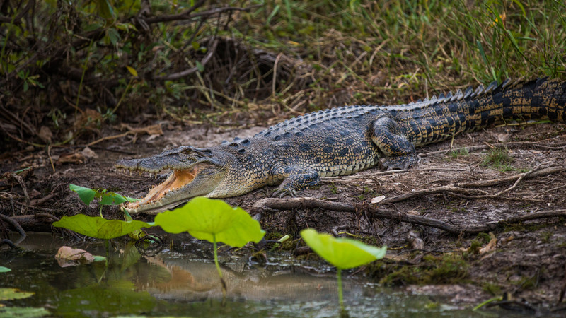 A crocodile on the banks of the river in Kakadu