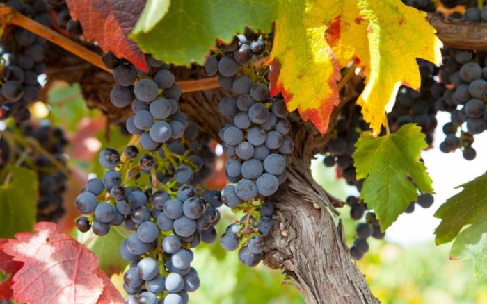 bunches of red grapes growing