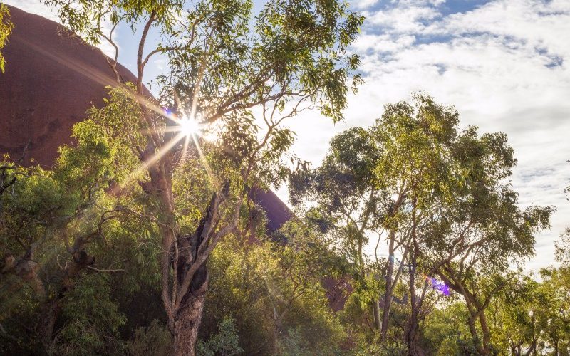 A glimpse of Uluru through the trees