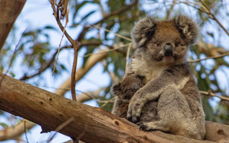 6 wildlife experiences you must do in South Australia | Australia Outback  Yarns