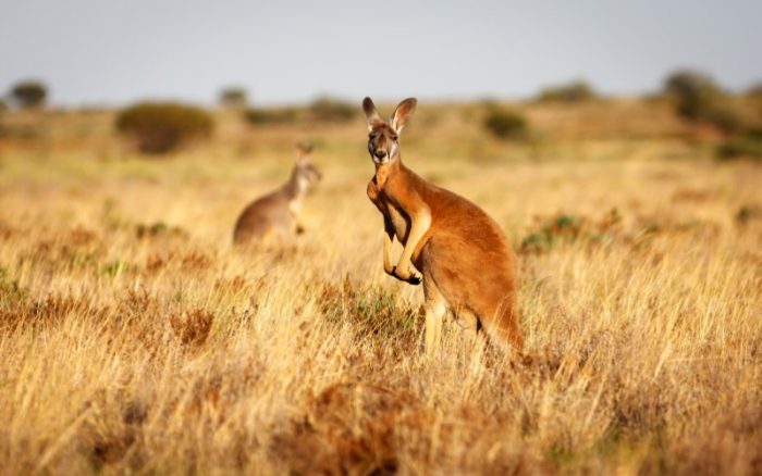 Kangaroo in the bush Australia
