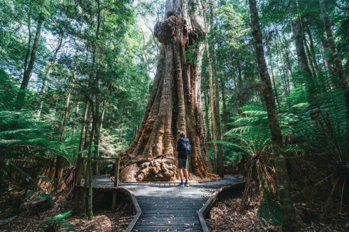 Trees vs timber: Tasmania’s fundamental divide