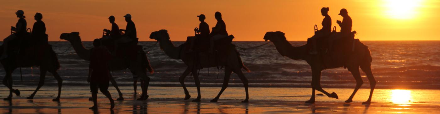 Camels walking along Cable Beach in Broome, Western Australia