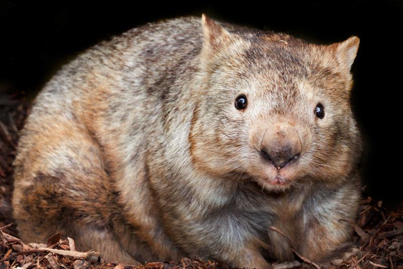 Hairy nosed wombat