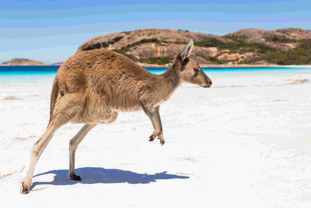 Kangaroo on beach Esperance 