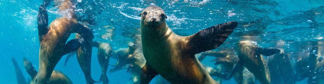 Sea Lions swimming off the South Australian coast