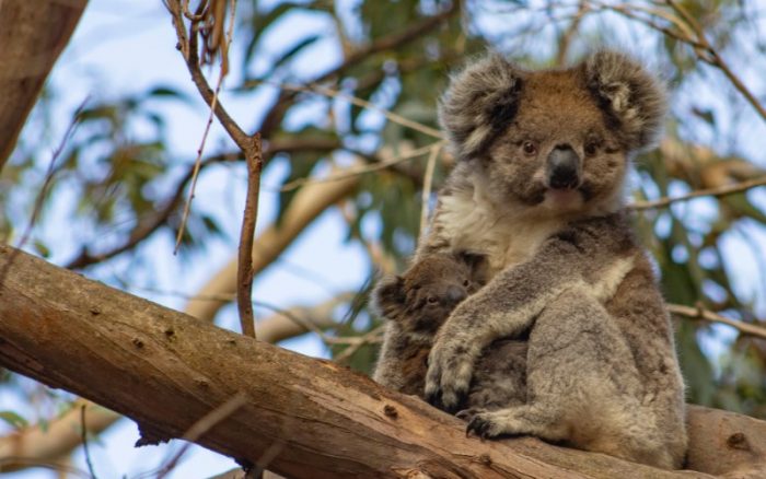 6 wildlife experiences you must do in South...