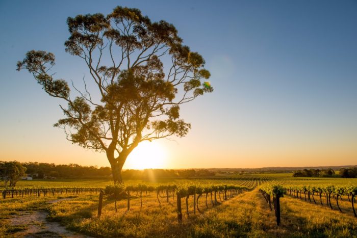 Wines to try in South Australia
