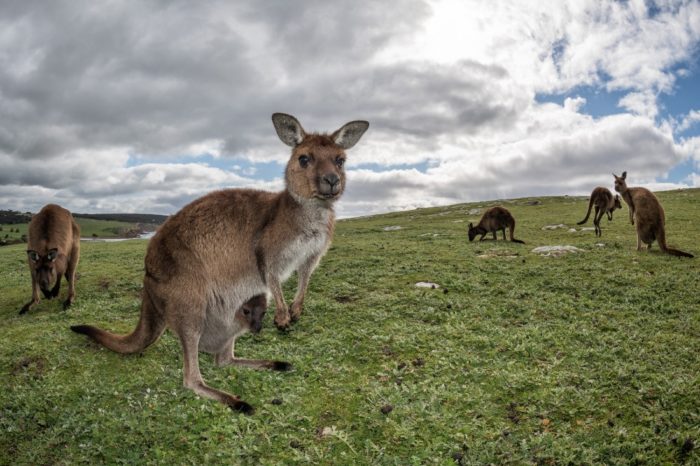 Where the wild things are: why you must visit...