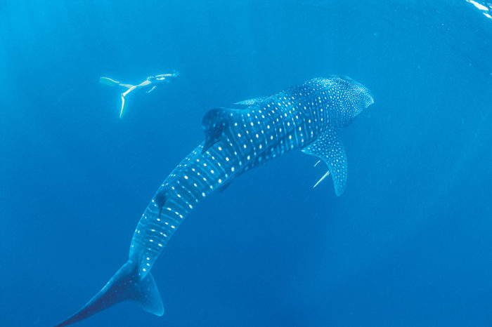 Ningaloo reef: the best snorkelling in...