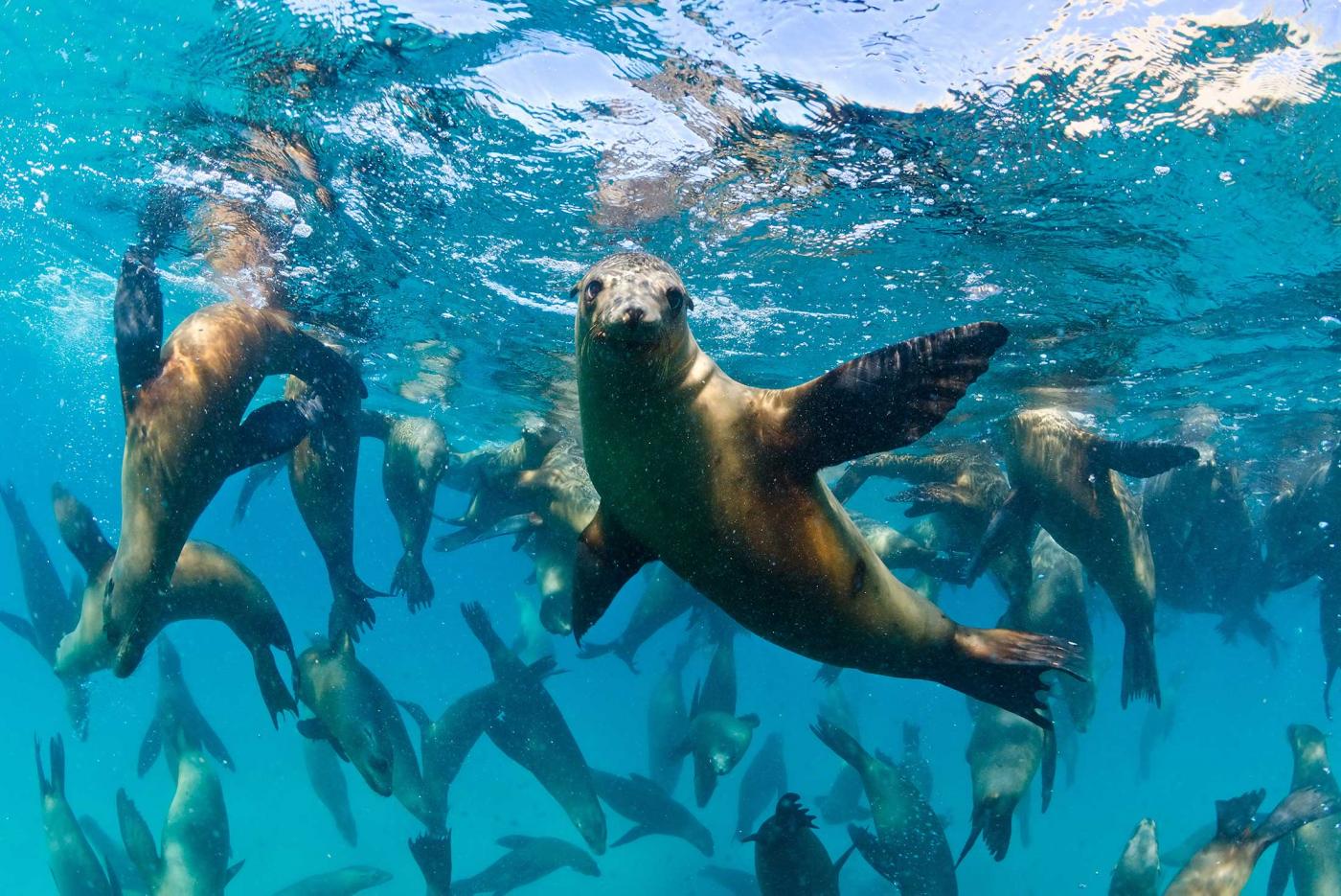Swim with the local marine life of Baird Bay Swim with the local marine life of Baird Bay