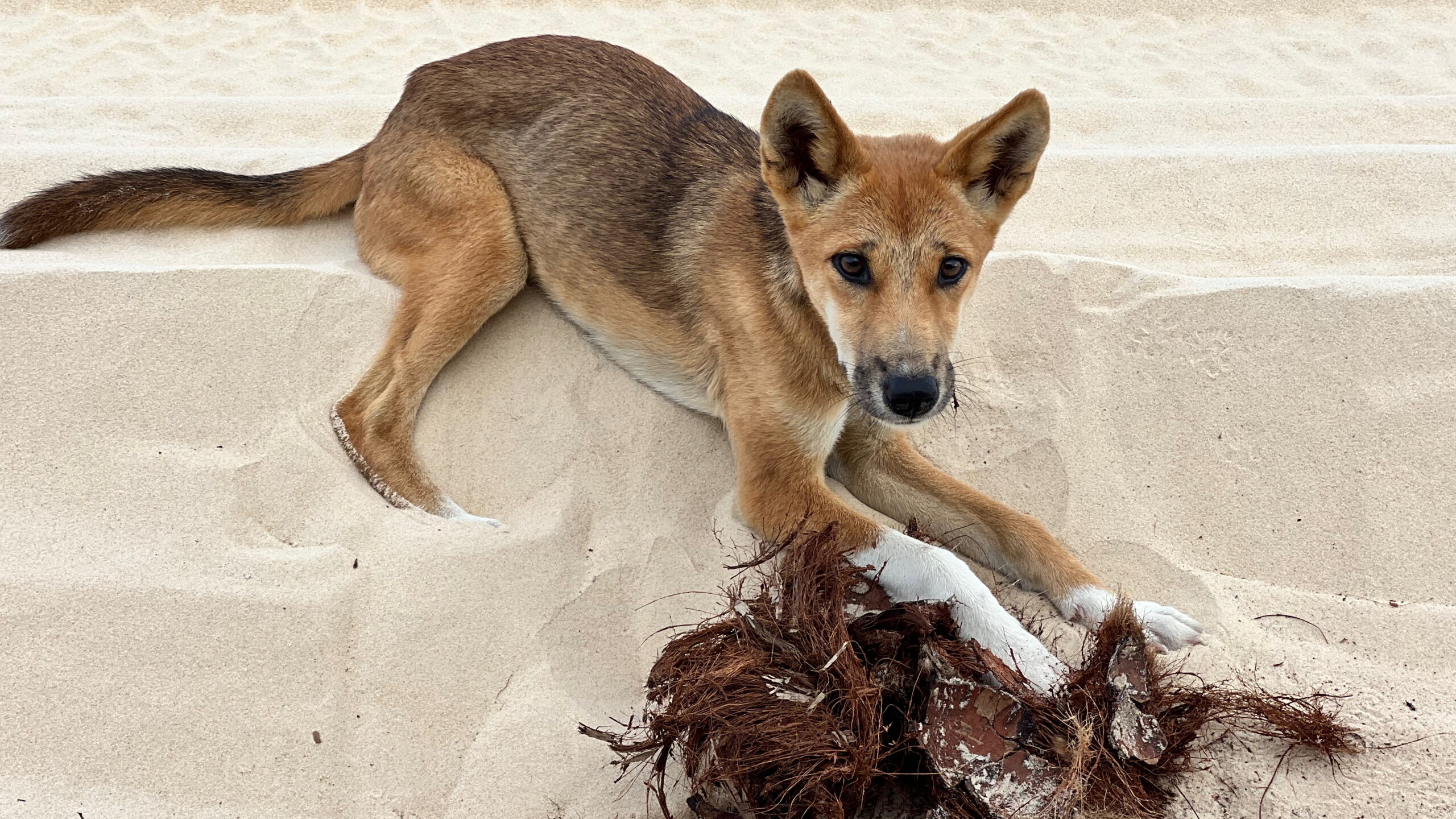 Dingos Kgari
