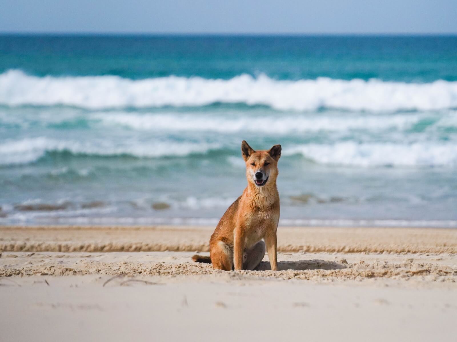 The Twelve Apostles at sunset