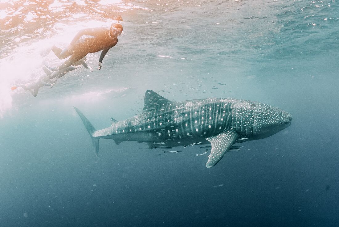 Everything you need to know about swimming with...