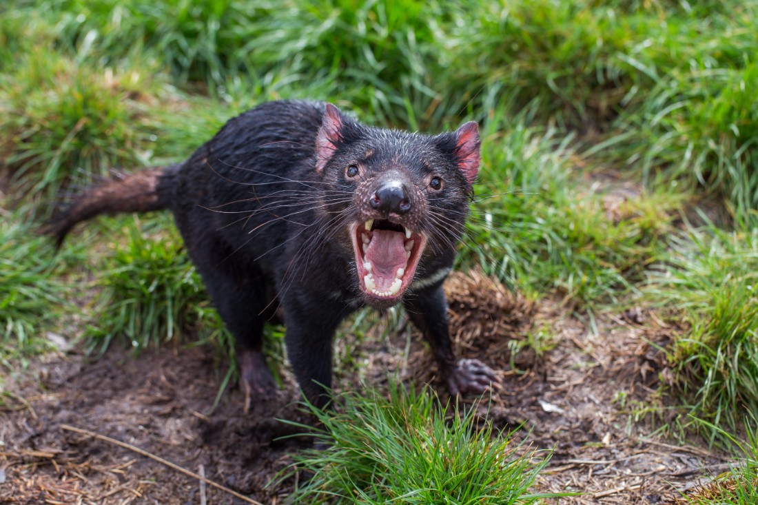 5 weird and wonderful Australian animals